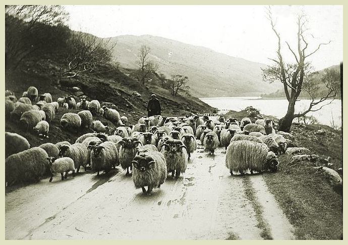 a castrated male sheep